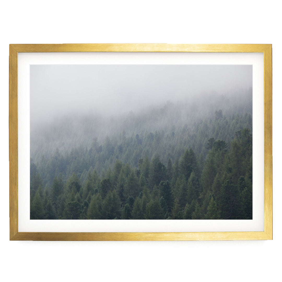 Misty Forest – fine art print in a gold frame with white mat
