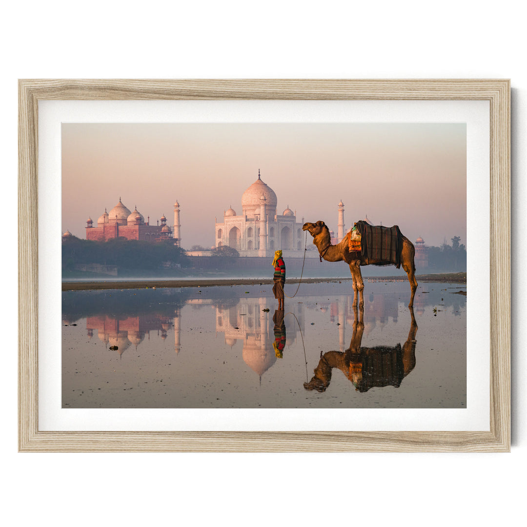 Camel at Taj Mahal, Agra, India – fine art print in a natural frame with white mat