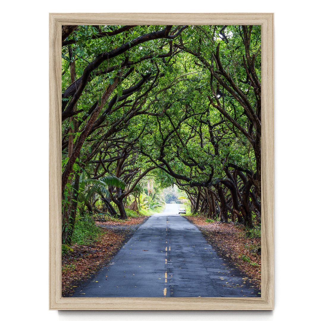 Tree Tunnel, Big Island, Hawaii – fine art print in a natural frame, no mat