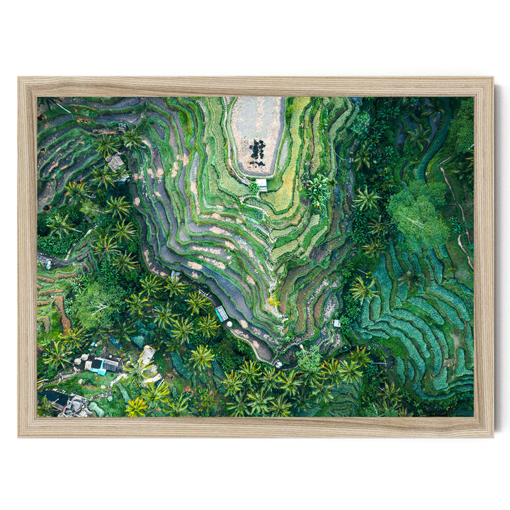 Rice Paddy, Bali I, Indonesia – fine art print in a natural frame, no mat