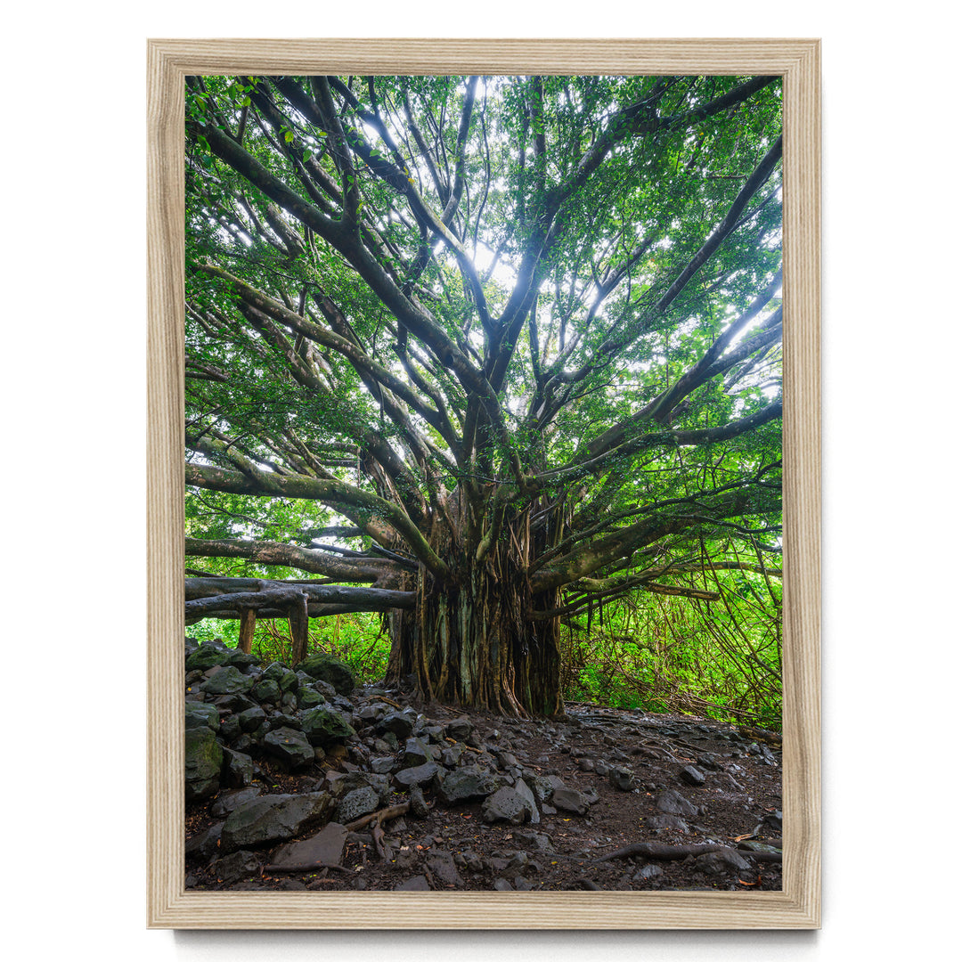 Banyan Tree, Maui, Hawaii – fine art print in a natural frame, no mat