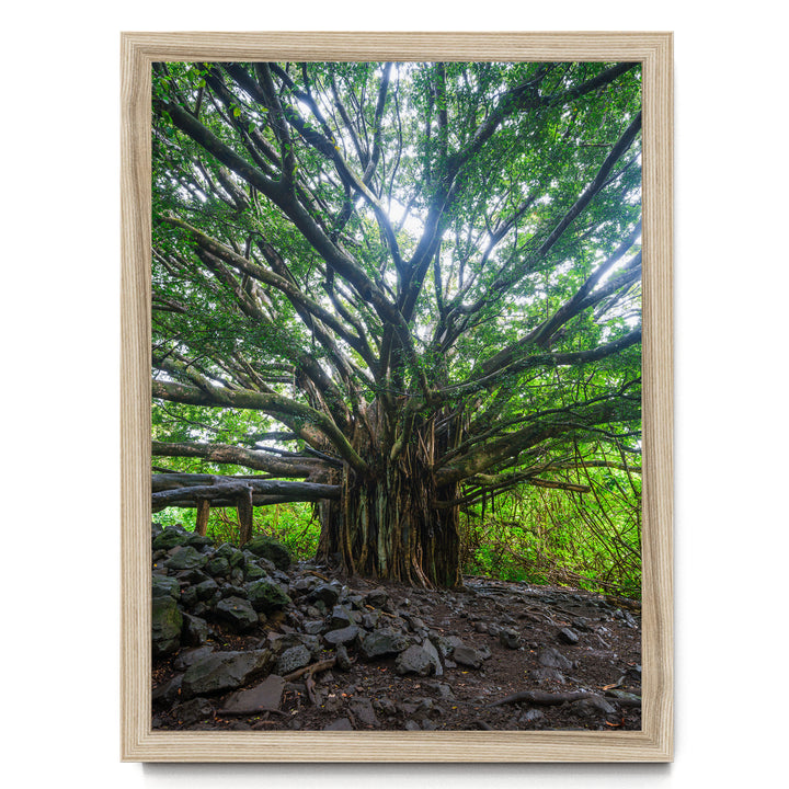 Banyan Tree, Maui, Hawaii – fine art print in a natural frame, no mat