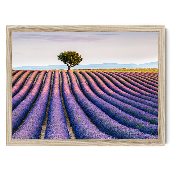 Lavender Fields, Provence I, France – fine art print in a natural frame, no mat