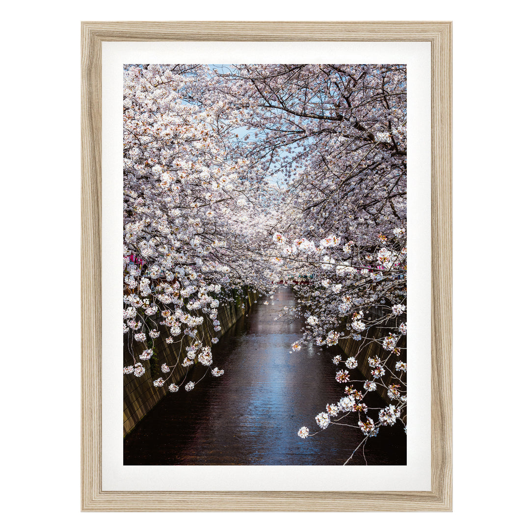 Tokyo Sakura, Japan – fine art print in a natural frame with white mat