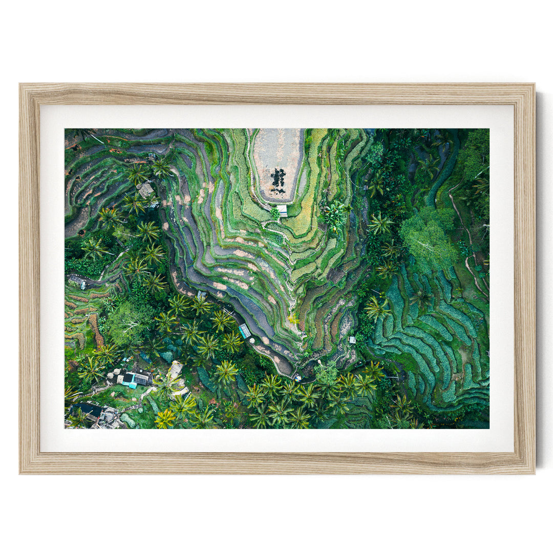 Rice Paddy, Bali I, Indonesia – fine art print in a natural frame with white mat
