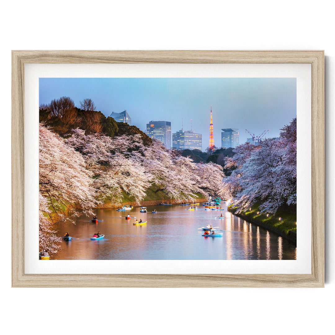 Cherry Blossoms in Tokyo, Japan – fine art print in a natural frame with white mat