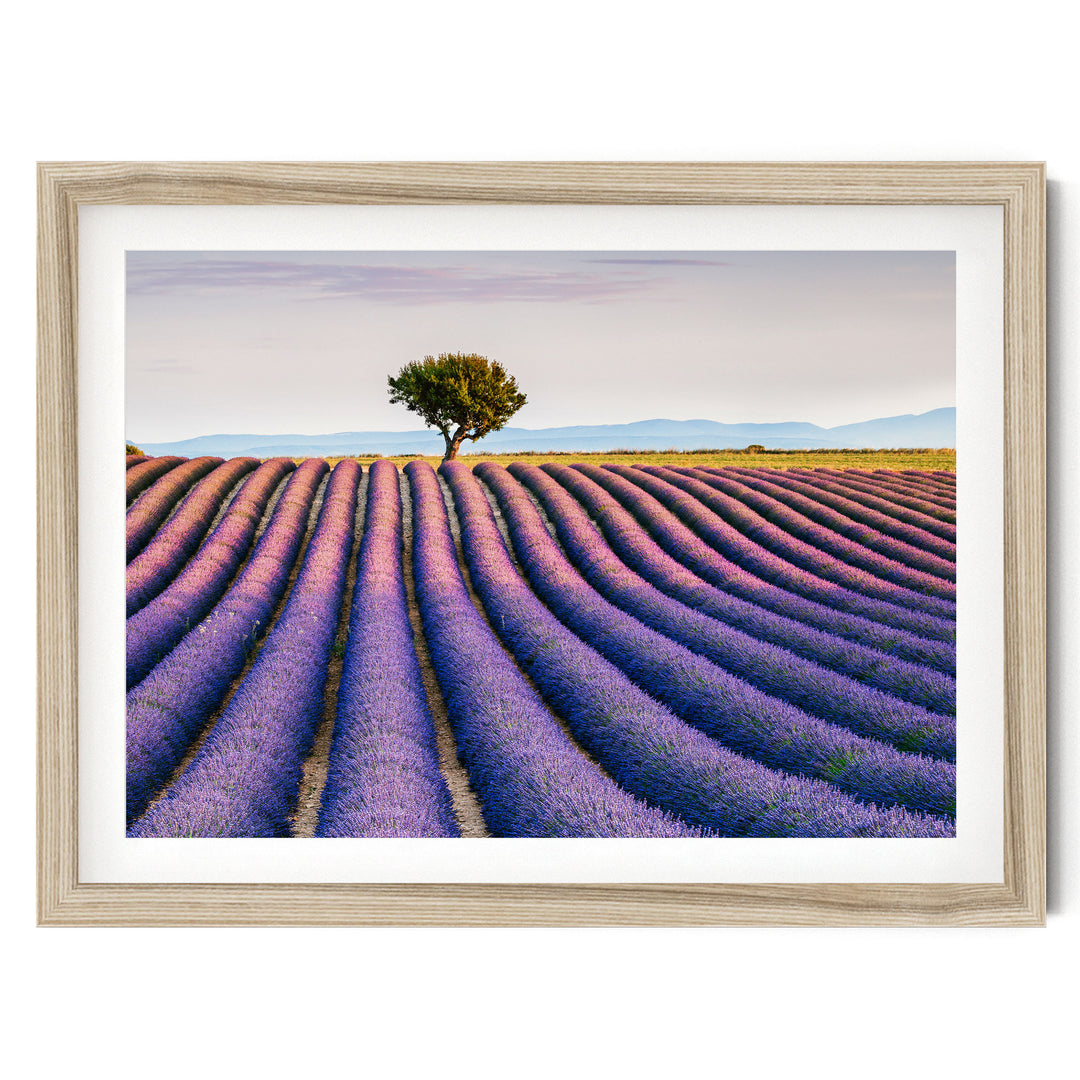 Lavender Fields, Provence I, France – fine art print in a natural frame with white mat