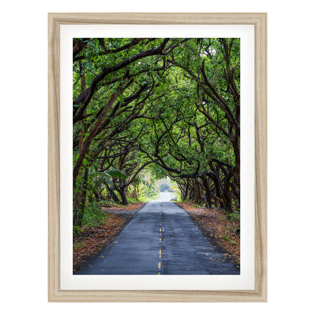 Tree Tunnel, Big Island, Hawaii – fine art print in a natural frame with white mat