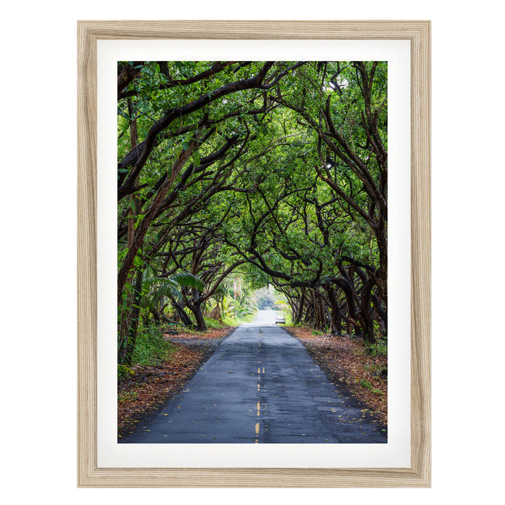 Tree Tunnel, Big Island, Hawaii – fine art print in a natural frame with white mat