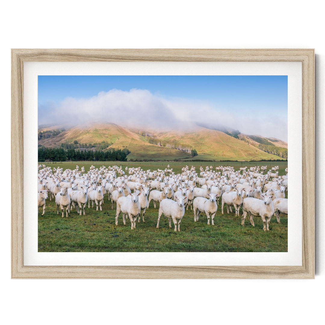 Flock of Sheep, New Zealand – fine art print in a natural frame with white mat
