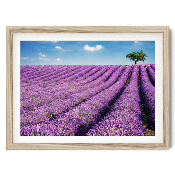 Summer in Provence, France – fine art print in a natural frame with white mat