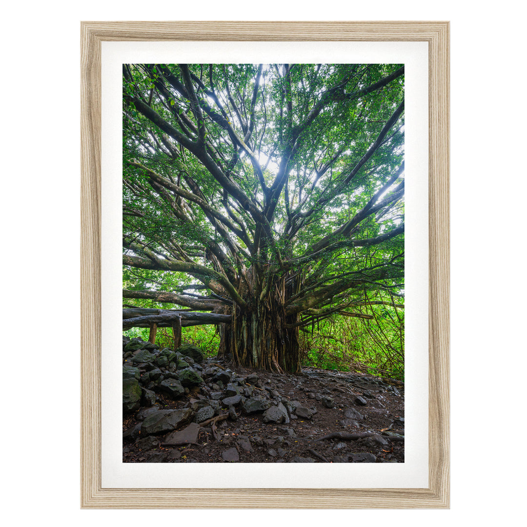 Banyan Tree, Maui, Hawaii – fine art print in a natural frame with white mat