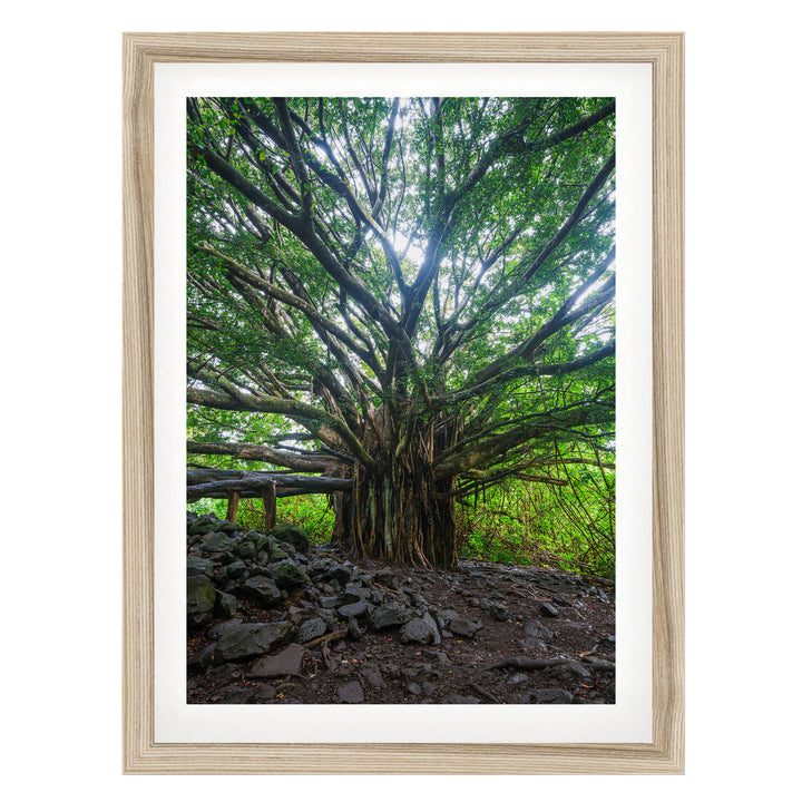 Banyan Tree, Maui, Hawaii – fine art print in a natural frame with white mat
