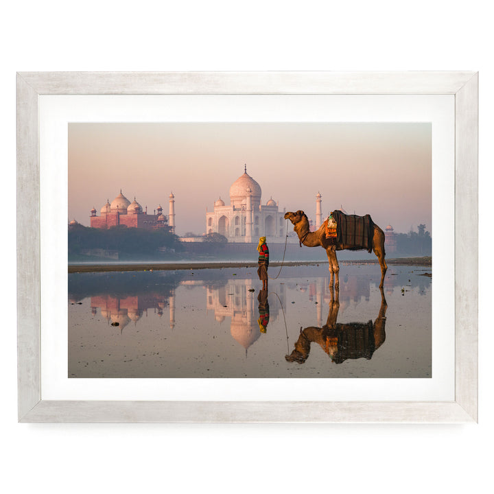 Camel at Taj Mahal, Agra, India – fine art print in a silver frame with white mat