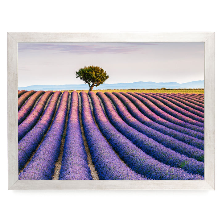 Lavender Fields, Provence I, France – fine art print in a silver frame, no mat