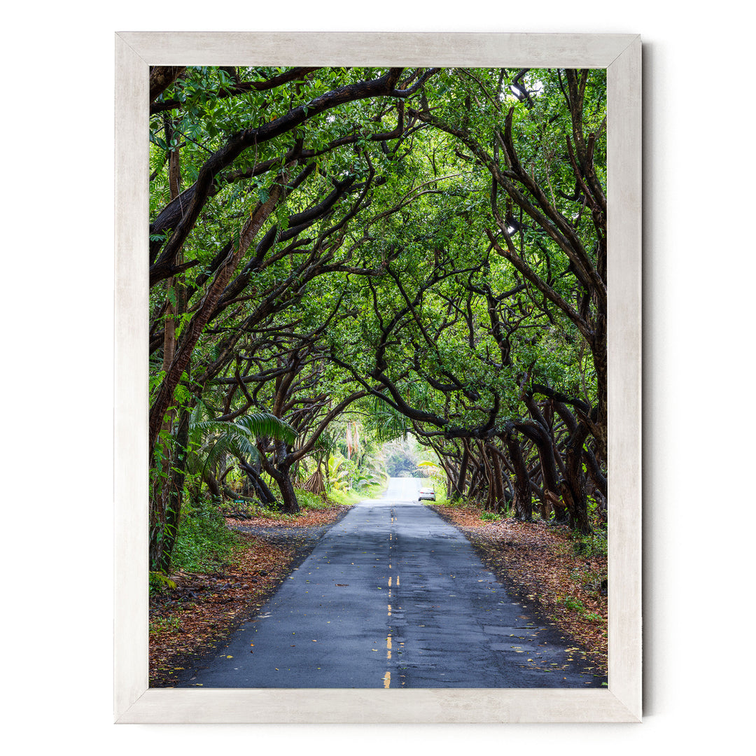 Tree Tunnel, Big Island, Hawaii – fine art print in a silver frame, no mat