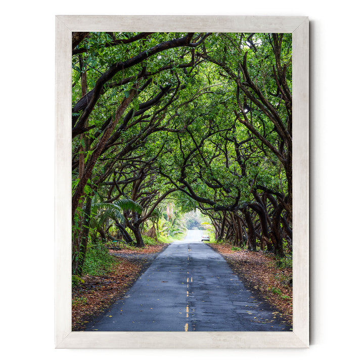 Tree Tunnel, Big Island, Hawaii – fine art print in a silver frame, no mat