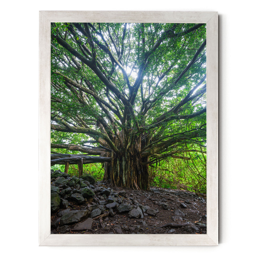Banyan Tree, Maui, Hawaii – fine art print in a silver frame, no mat