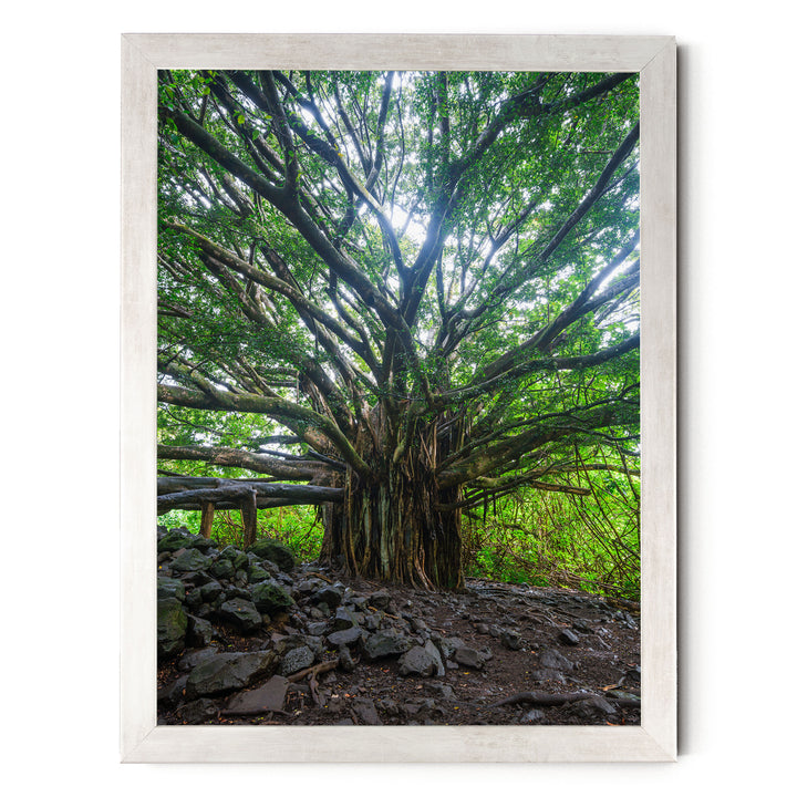Banyan Tree, Maui, Hawaii – fine art print in a silver frame, no mat