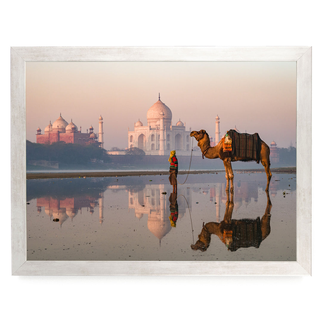 Camel at Taj Mahal, Agra, India – fine art print in a silver frame, no mat