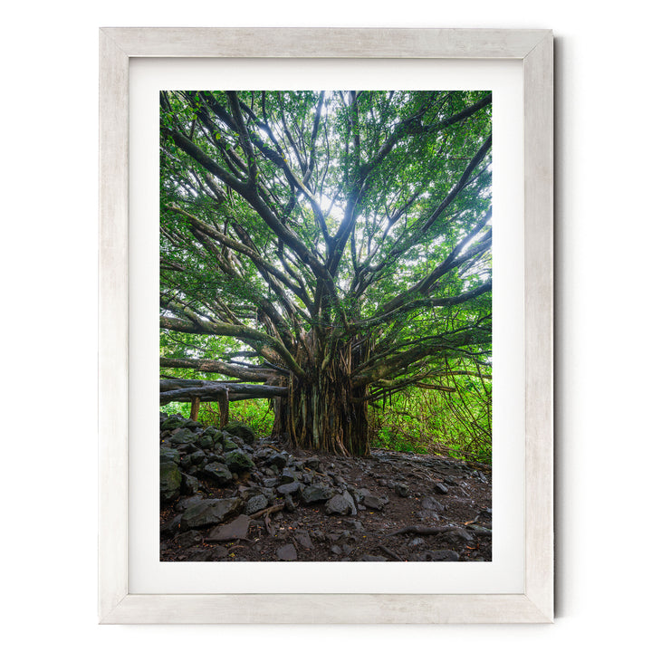 Banyan Tree, Maui, Hawaii – fine art print in a silver frame with white mat
