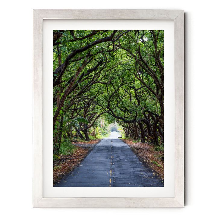Tree Tunnel, Big Island, Hawaii – fine art print in a silver frame with white mat