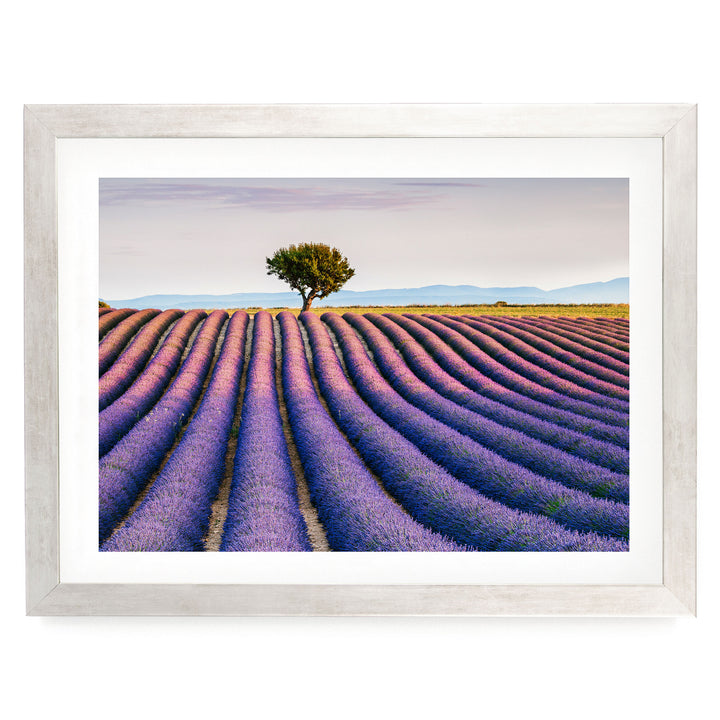 Lavender Fields, Provence I, France – fine art print in a silver frame with white mat