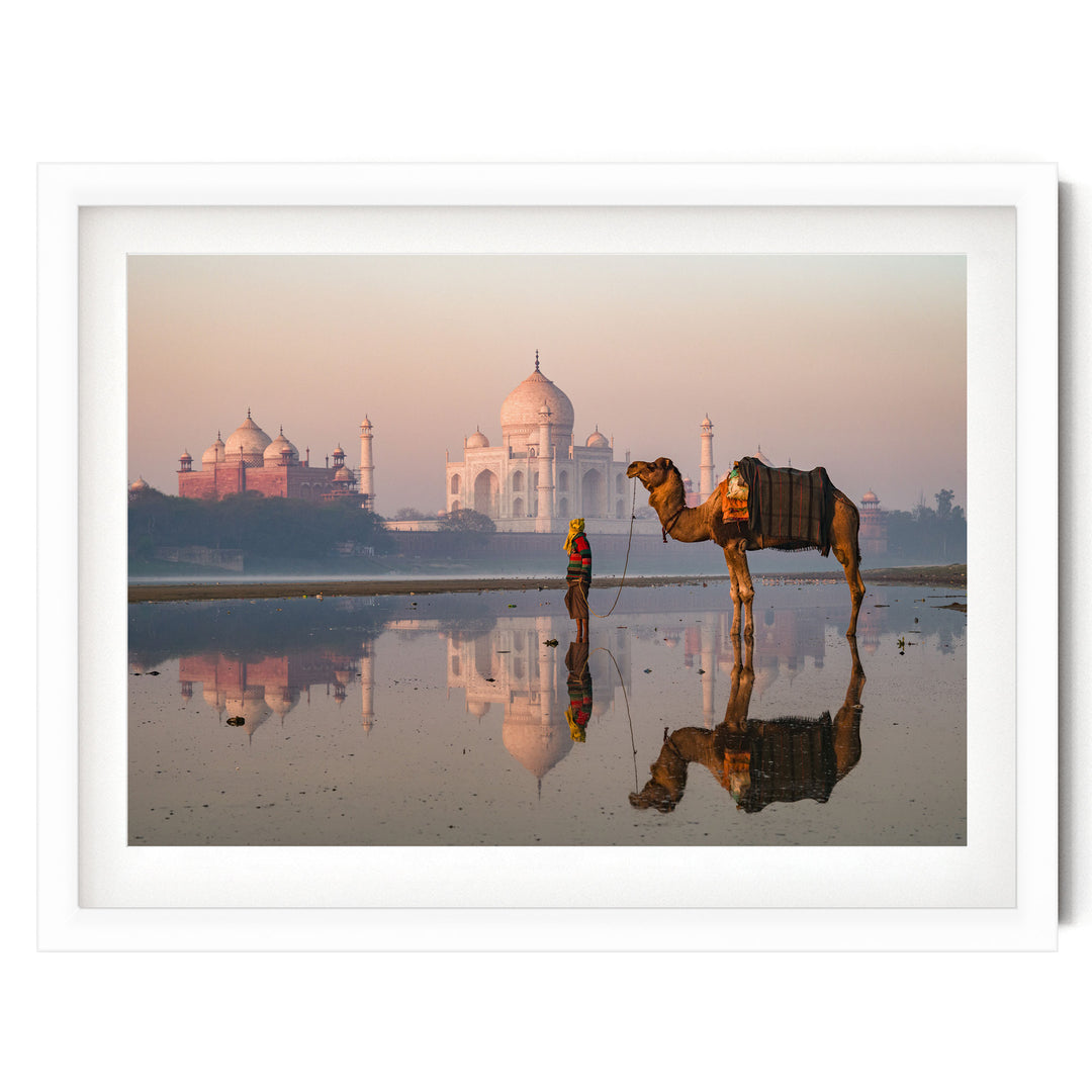 Camel at Taj Mahal, Agra, India – fine art print in a white frame with white mat