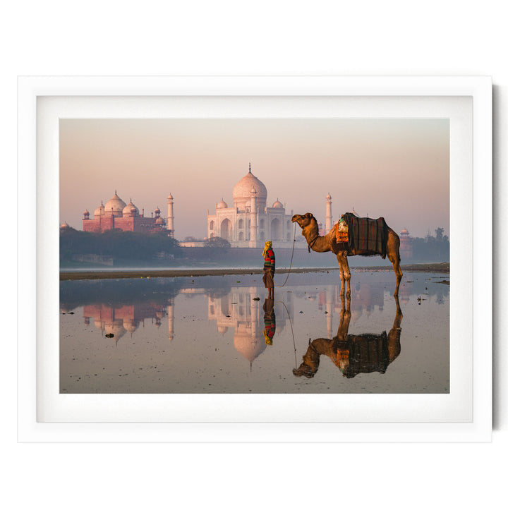 Camel at Taj Mahal, Agra, India – fine art print in a white frame with white mat