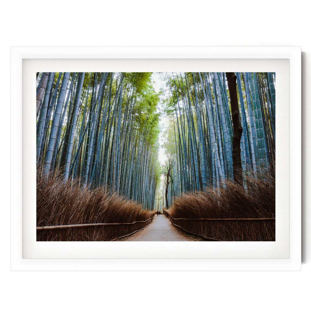 Bamboo Forest, Kyoto I, Japan – fine art print in a white frame with white mat