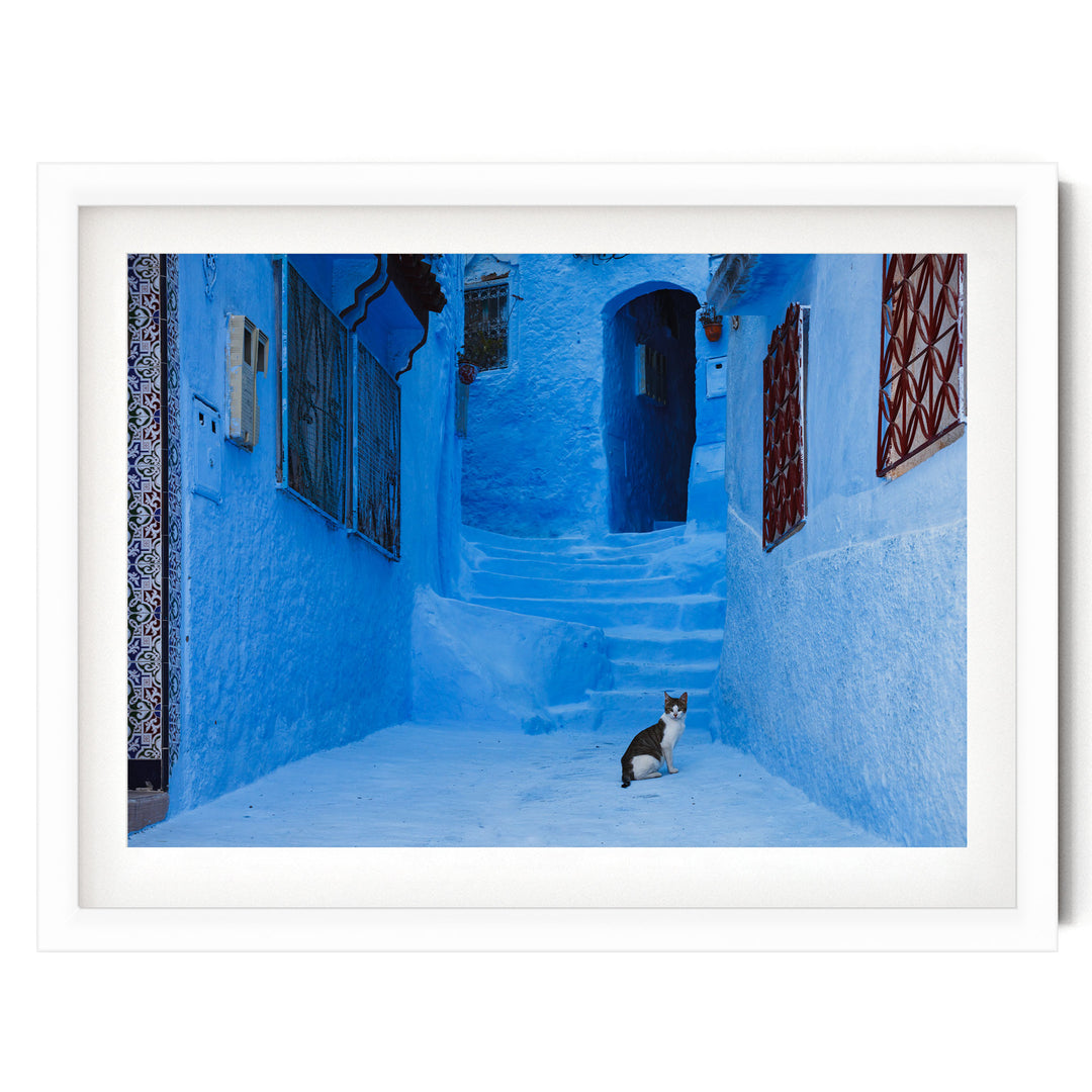 Cat in the Blue City, Chefchaouen, Morocco – fine art print in a white frame with white mat