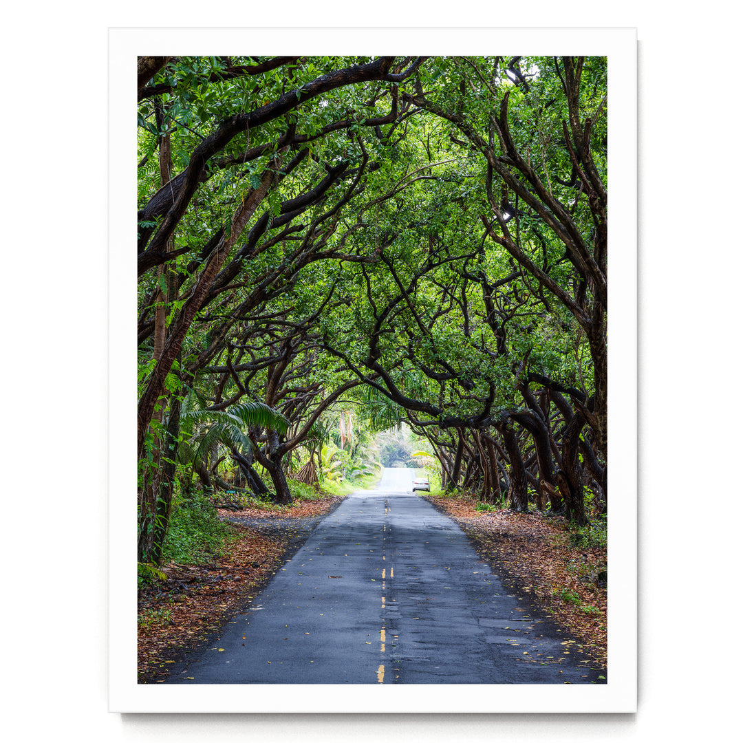 Tree Tunnel, Big Island, Hawaii – fine art print in a white frame, no mat