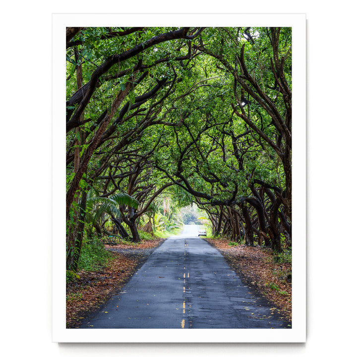 Tree Tunnel, Big Island, Hawaii – fine art print in a white frame, no mat
