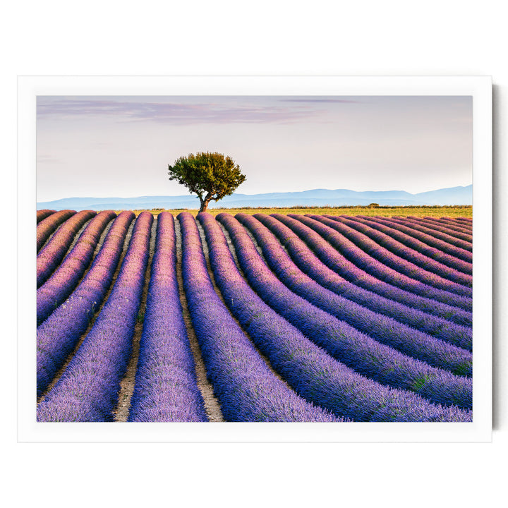Lavender Fields, Provence I, France – fine art print in a white frame, no mat