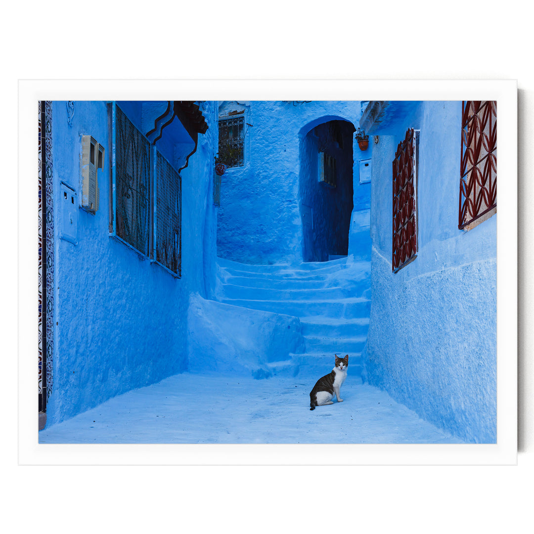 Cat in the Blue City, Chefchaouen, Morocco – fine art print in a white frame, no mat