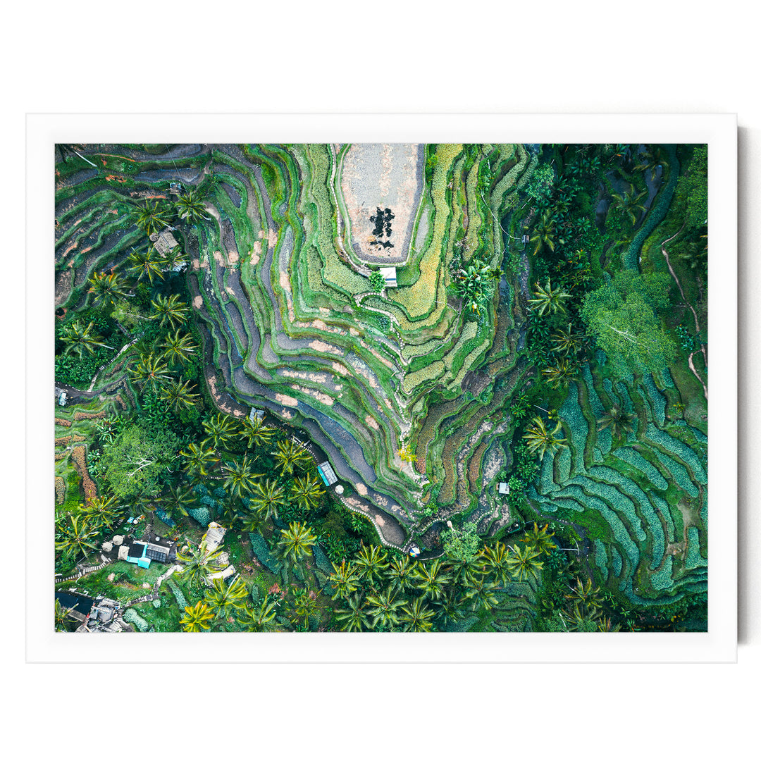 Rice Paddy, Bali I, Indonesia – fine art print in a white frame, no mat