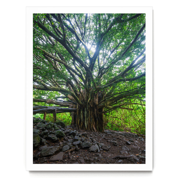 Banyan Tree, Maui, Hawaii – fine art print in a white frame, no mat