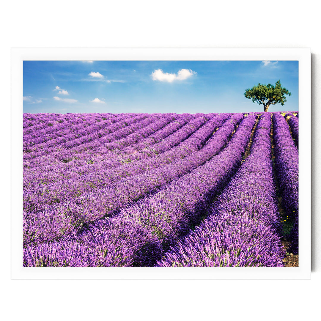Summer in Provence, France – fine art print in a white frame, no mat