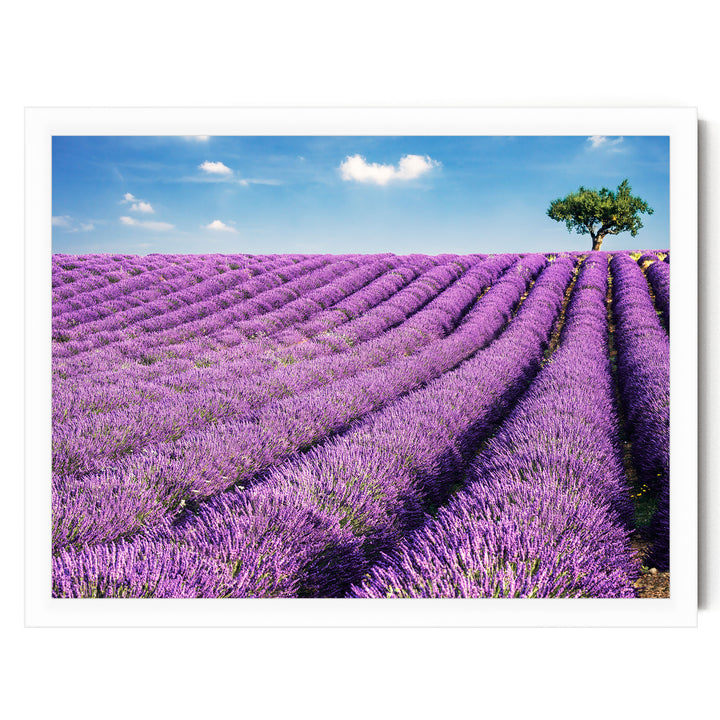 Summer in Provence, France – fine art print in a white frame, no mat