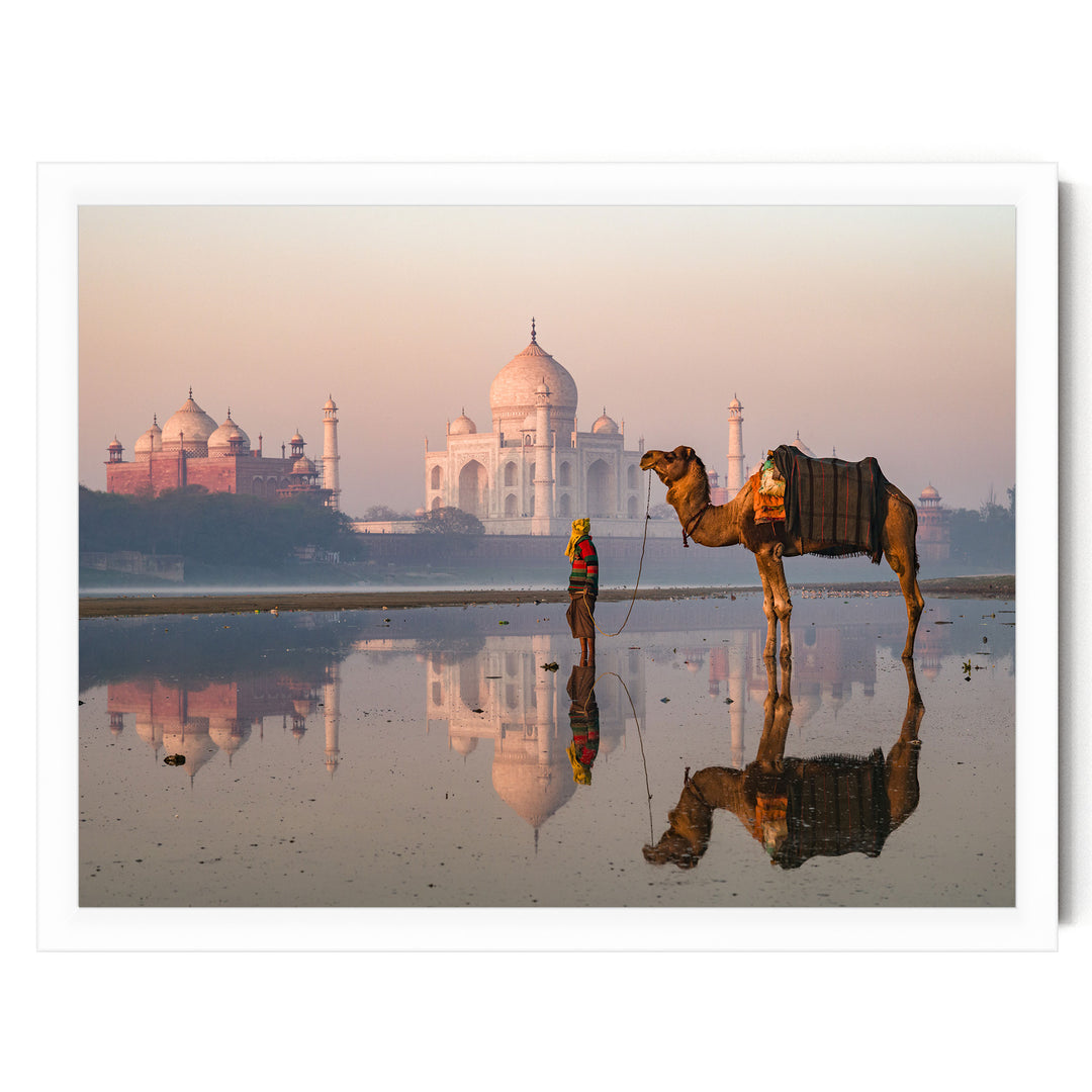 Camel at Taj Mahal, Agra, India – fine art print in a white frame, no mat
