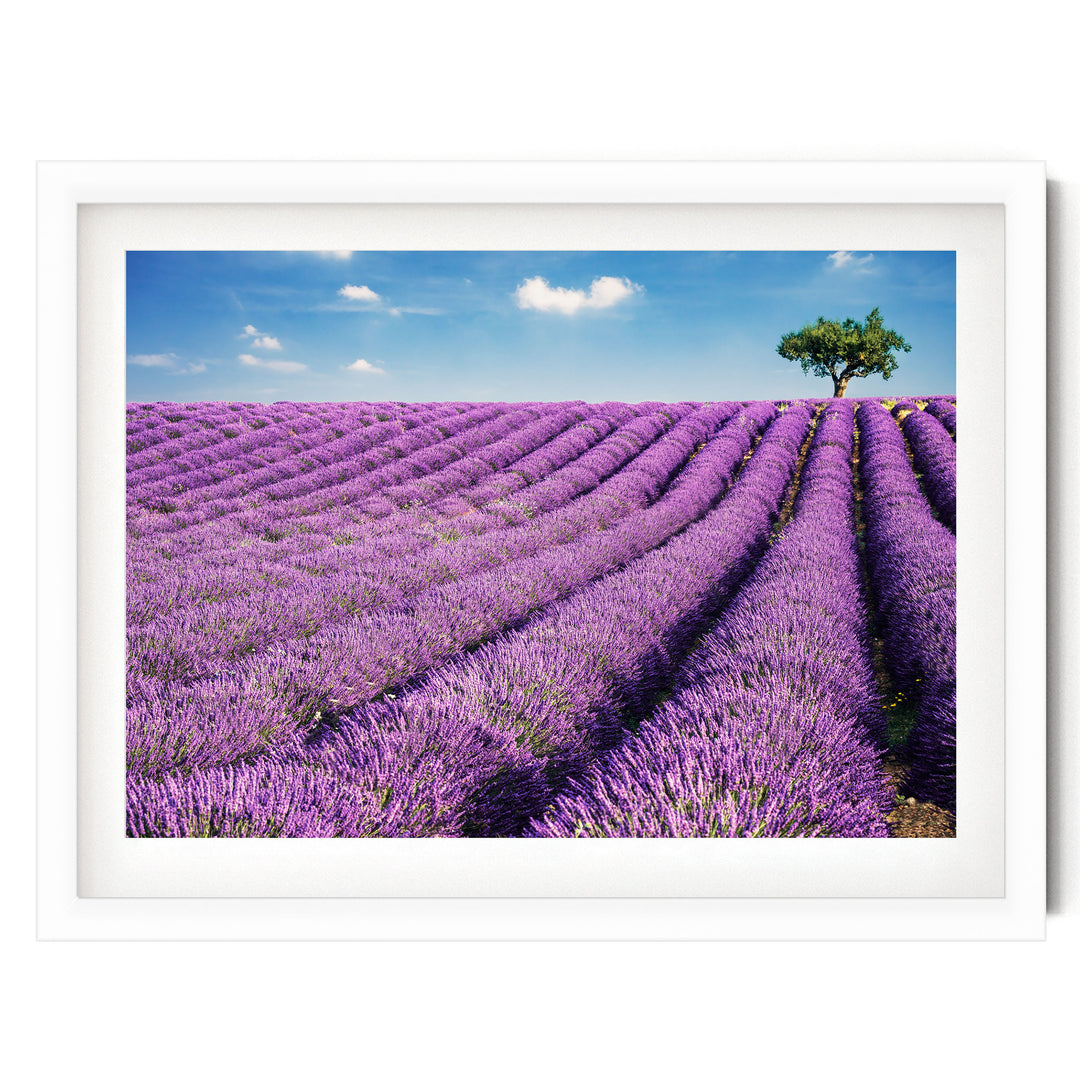 Summer in Provence, France – fine art print in a white frame with white mat