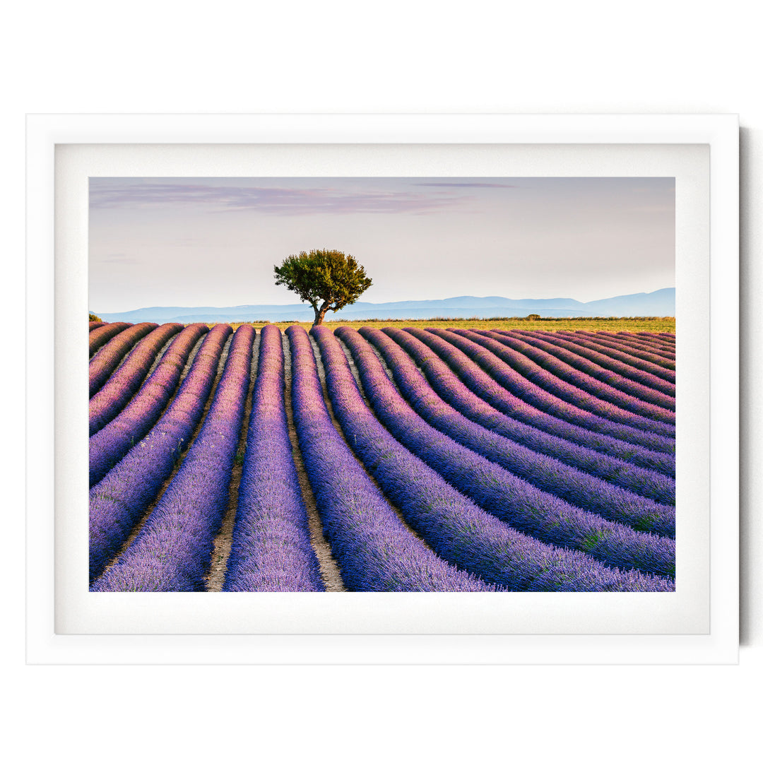 Lavender Fields, Provence I, France – fine art print in a white frame with white mat