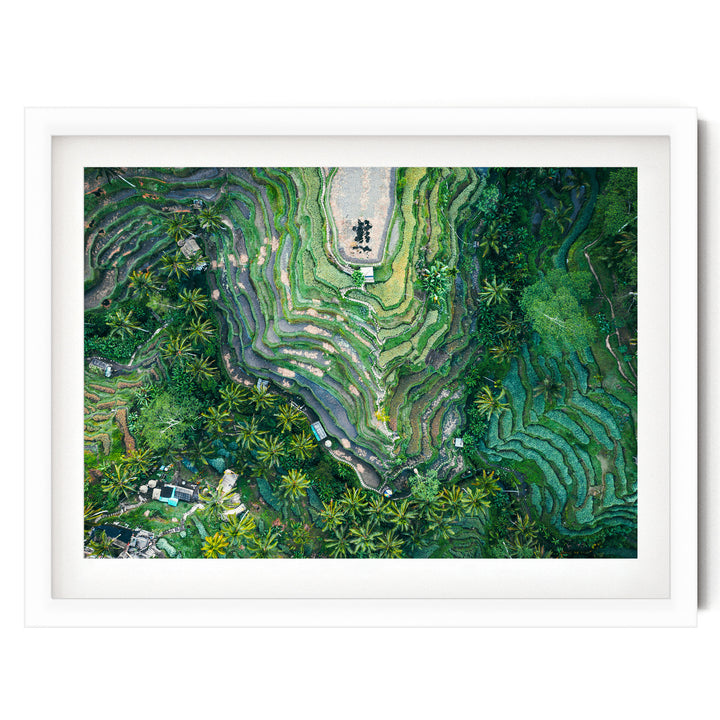 Rice Paddy, Bali I, Indonesia – fine art print in a white frame with white mat