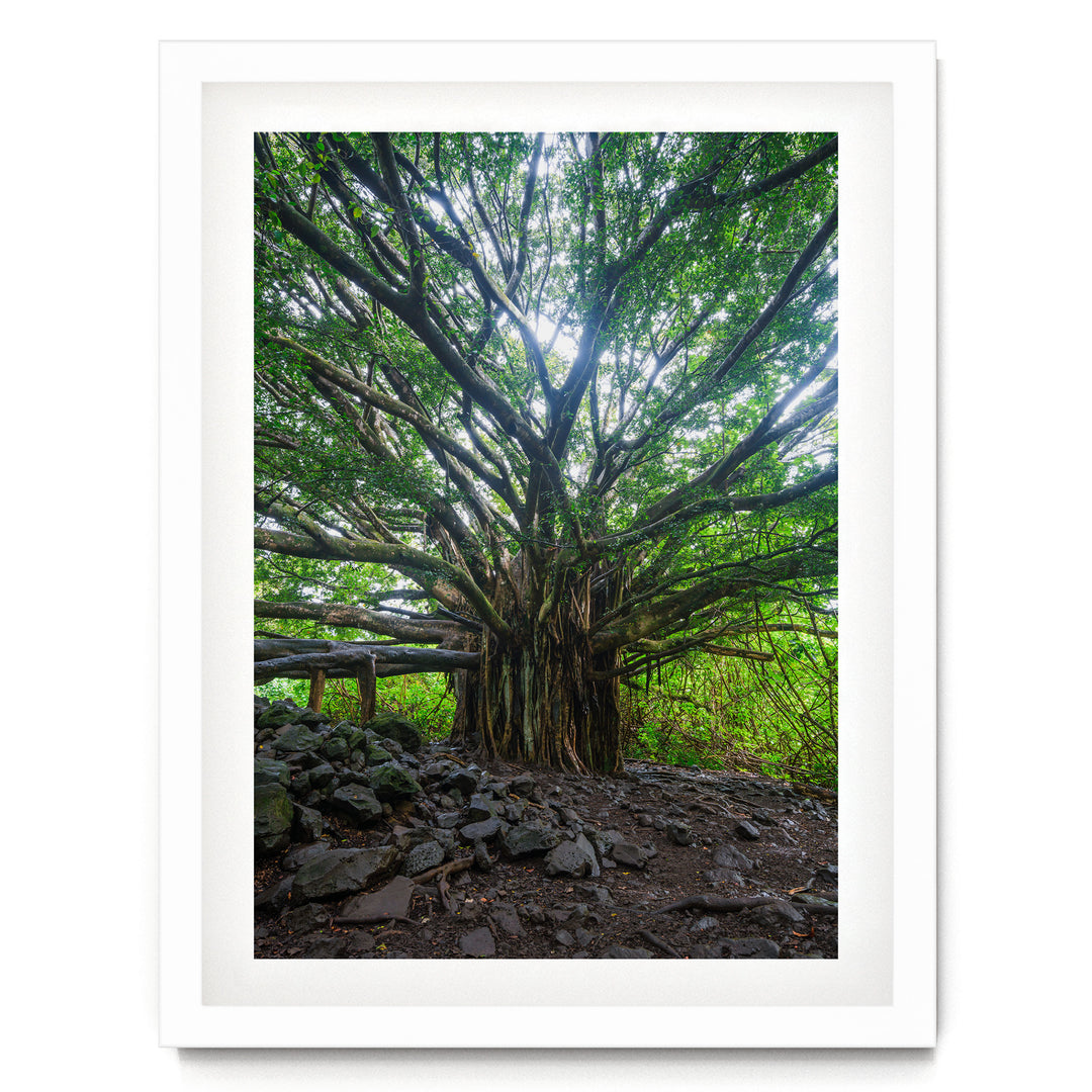Banyan Tree, Maui, Hawaii – fine art print in a white frame with white mat