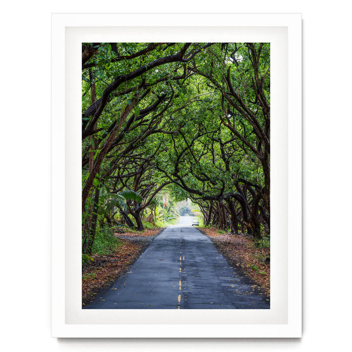 Tree Tunnel, Big Island, Hawaii – fine art print in a white frame with white mat