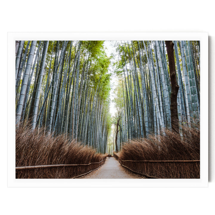 Bamboo Forest, Kyoto I, Japan – fine art print in a white frame, no mat