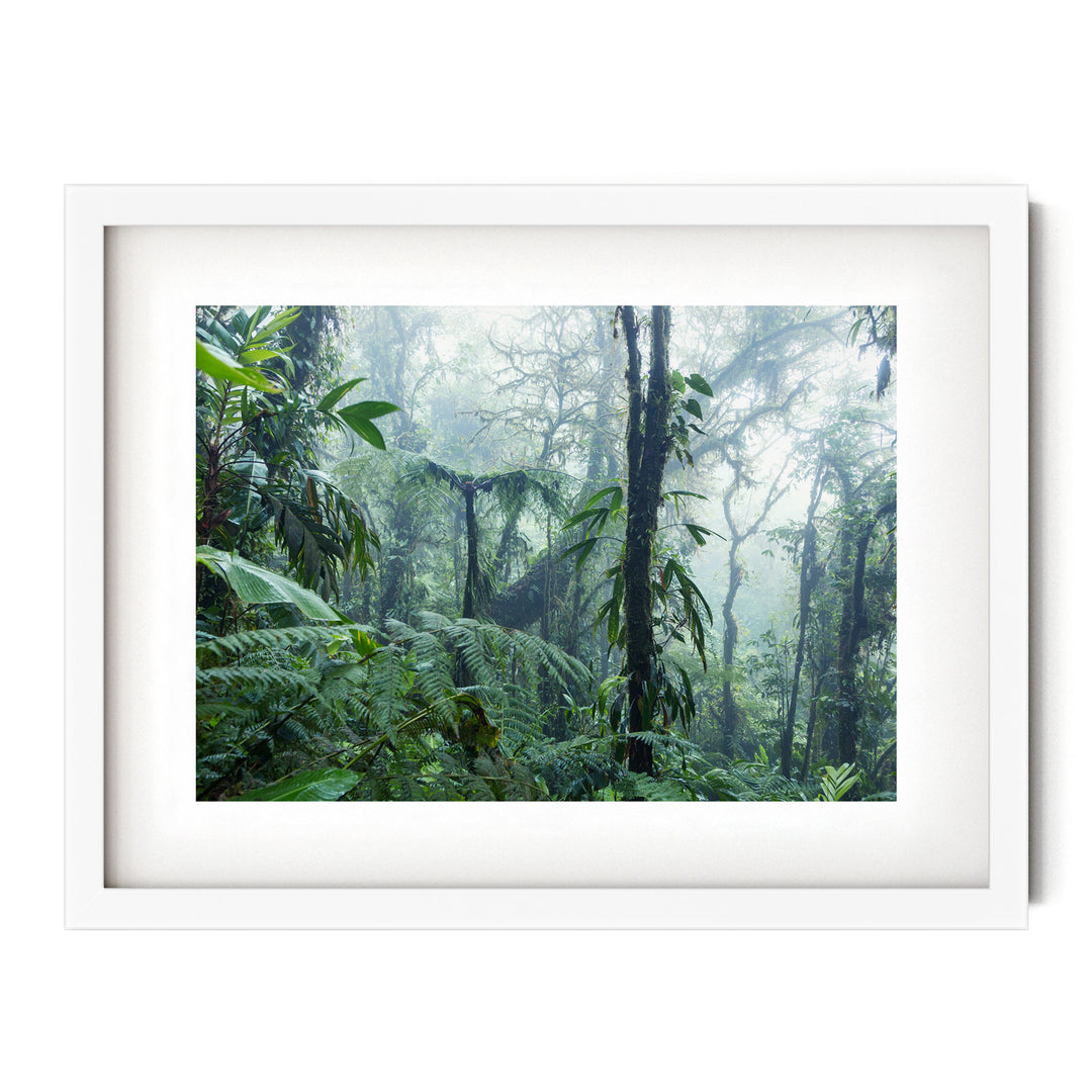Misty Rainforest I