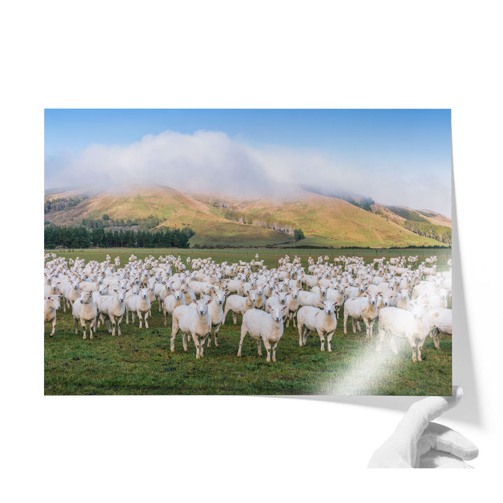 Flock of Sheep, New Zealand