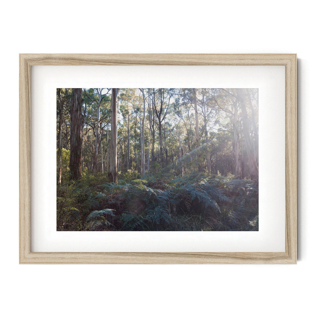 Eucalyptus Forest, Australia
