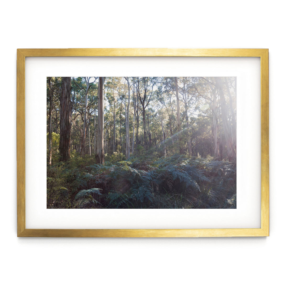 Eucalyptus Forest, Australia